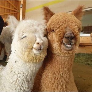 Meet your Posher, Carrie